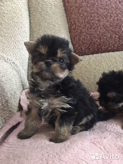 Мини малышки