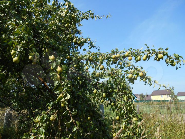 Участок 12 сот. (ИЖС)