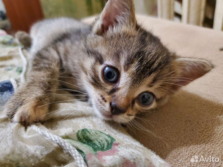 Котёнок в добрые руки, девочка