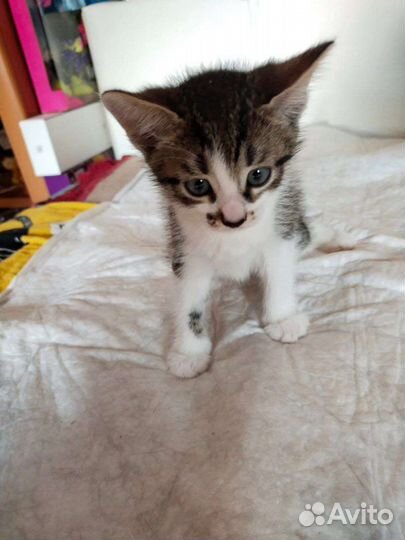 Котята в добрые руки бесплатно