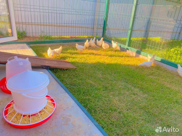 Молодые петухи