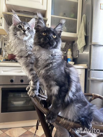 Котенок мейн кун