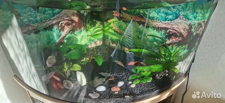 Аквариум с тумбой 240 литров