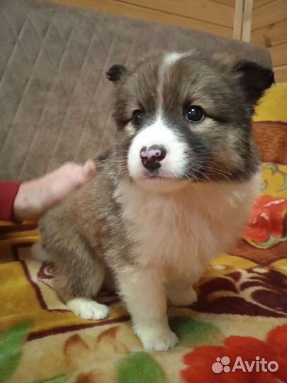 Малыши-1.5 мес