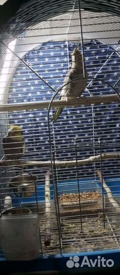 Попугай корелла с клеткой