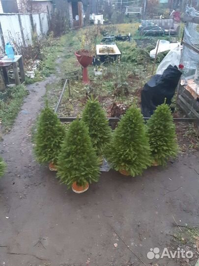 Икебаны из веток ели