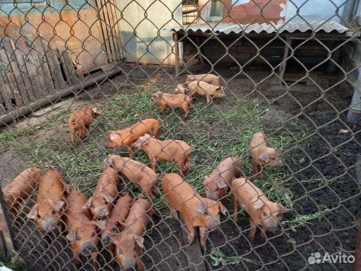 Поросята дюрок