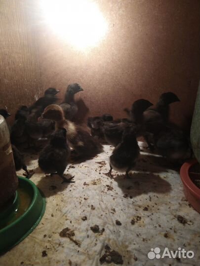 Цыплята Ухейлюй разного возраста