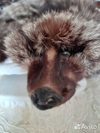 Шкурки лисиц