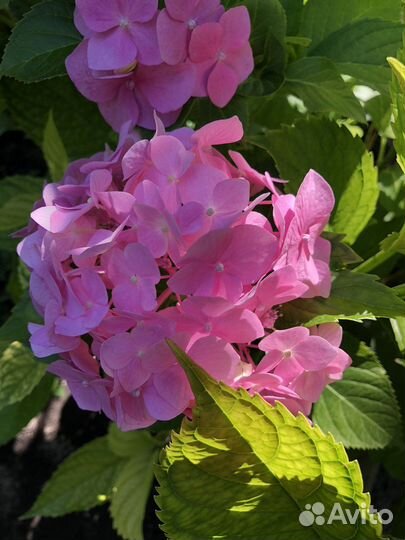 Гортензия саженцы зкс