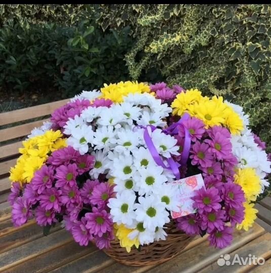 Хризантема