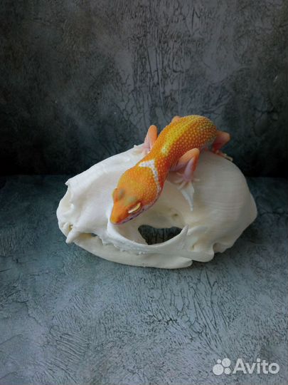 Эублефары 2023