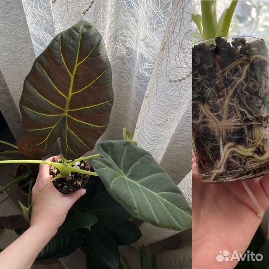 Комнатные цветы