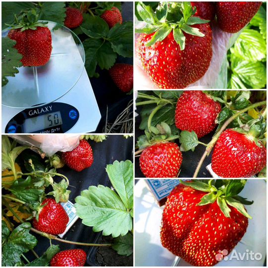 Земляника азия Итальянской селекции