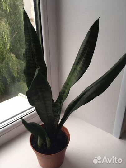 Комнатные цветы