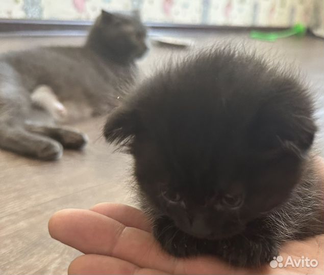 Британцы вислоухие