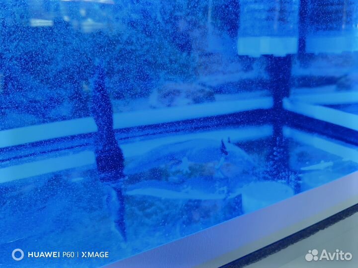 Аксолотль с аквариумом