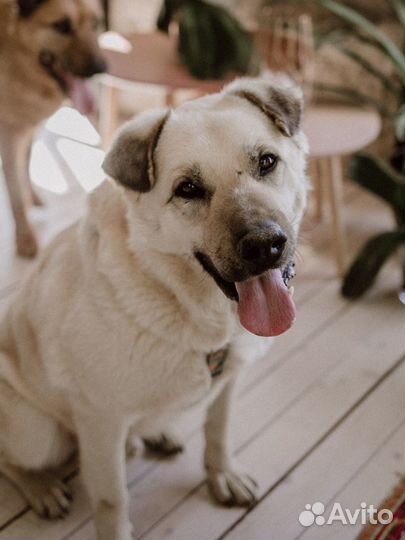 Собака в добрые руки, фенотип лабрадора