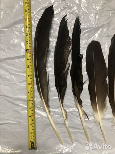 Крылья,перья,лапки