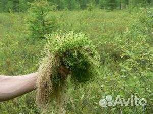 Мох сфагнум