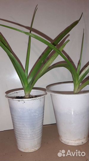 Индийский лук