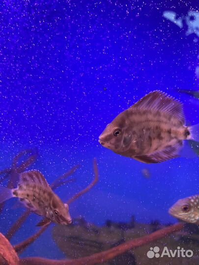 Аквариумные рыбки