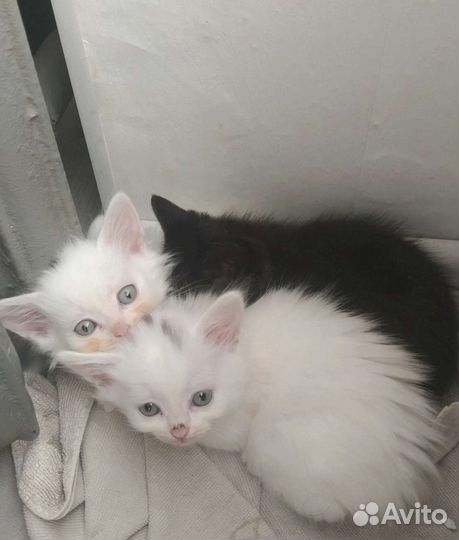 Котята в добрые руки