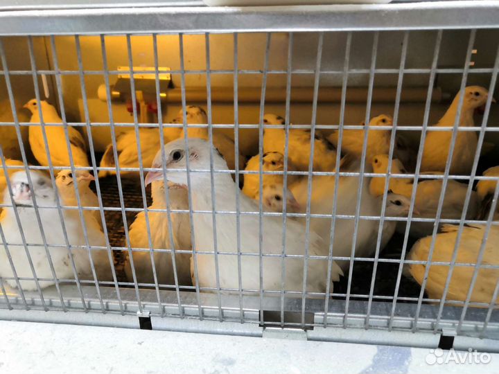 Перепелиный помет