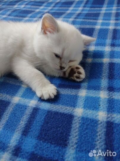 Кошечка британка