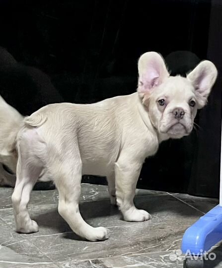 Флаффи бульдог