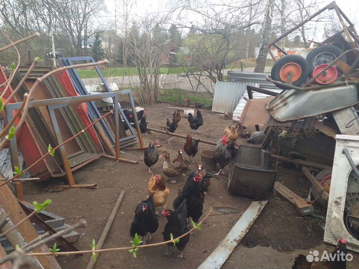 Петухи.яйца