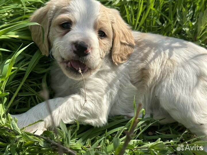 Бретонский эпаньоль щенки