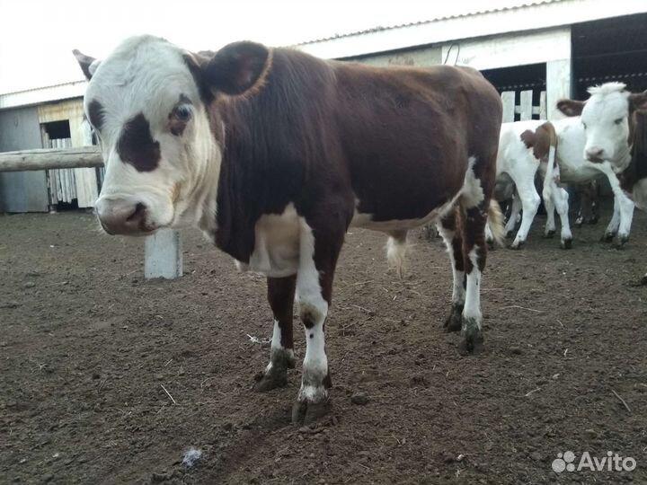 Бычки и тёлки