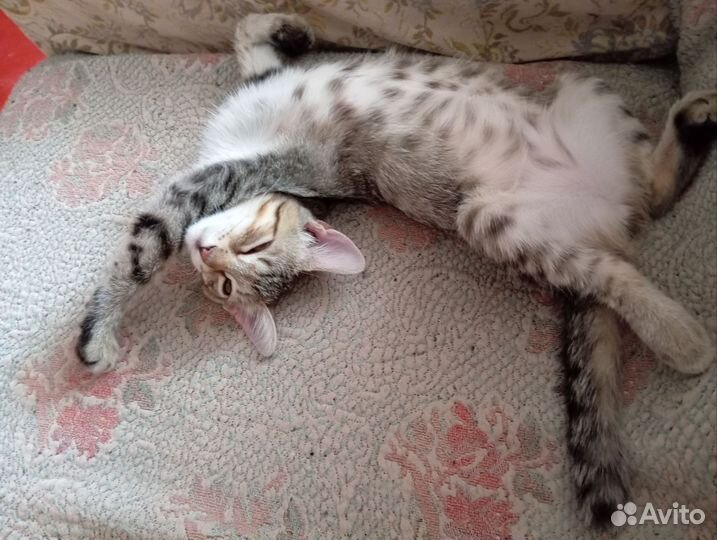 Кошечка, повреждена лапка, к горшку приучена