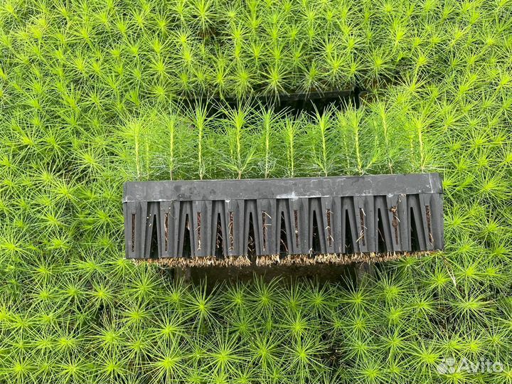 Сосна зкс ель зкс сеянцы саженцы доращивание