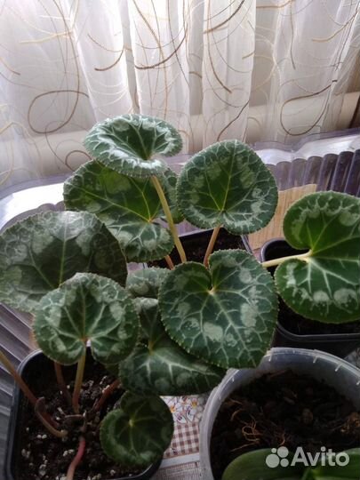 Гибискус махровый, цикламен