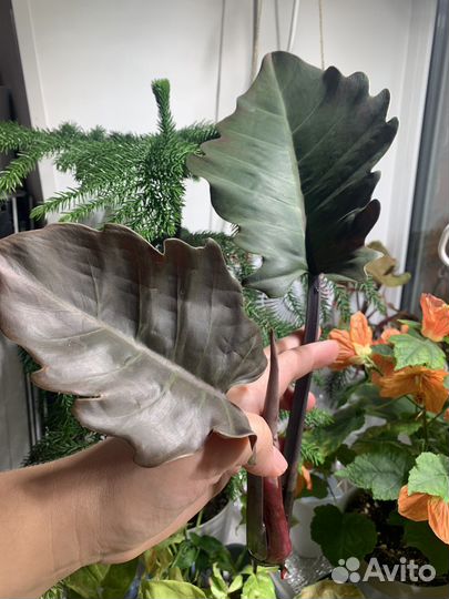 Филодендрон Карамель с широким листом