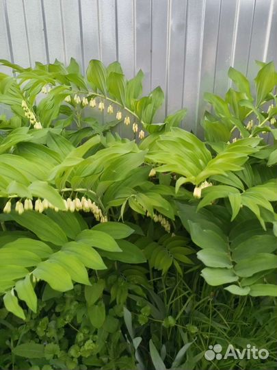 Ирис и другие цветы