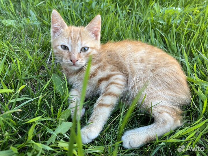 Милые рыжие котята