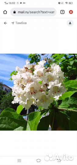 Семена Катальпы