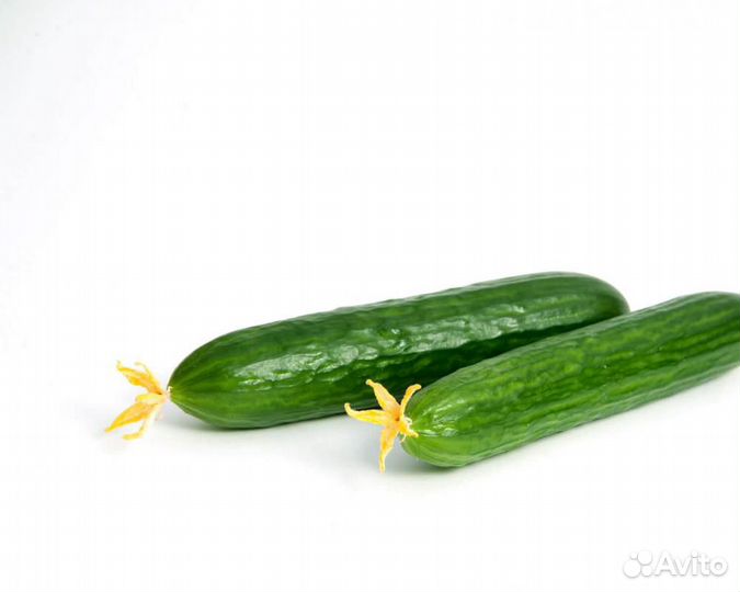 Семена Огурца 