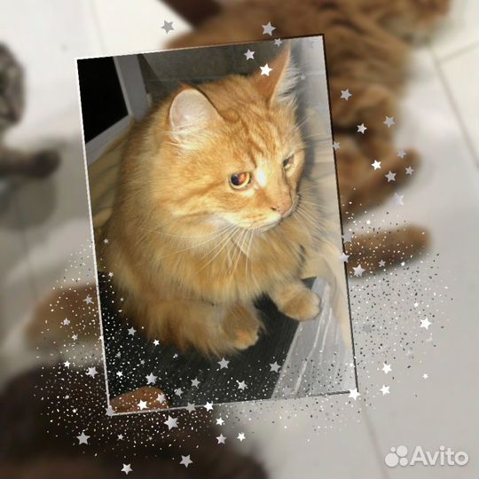 Котик в поисках дома