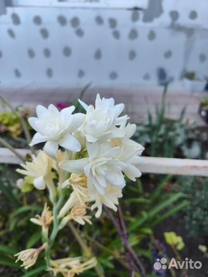 Полиантес тубероза