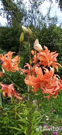Лилия тигровая махровая