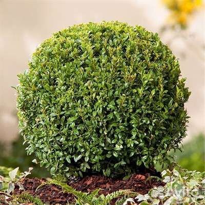 Растения для сада