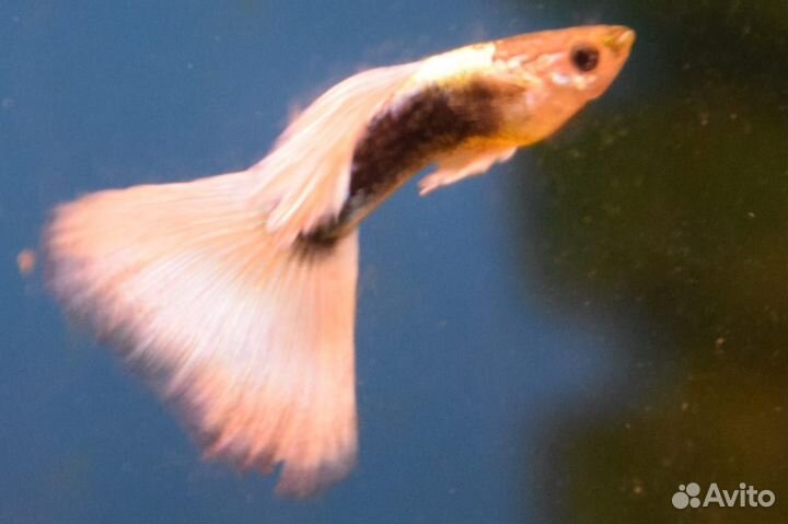 Гуппи Канадские