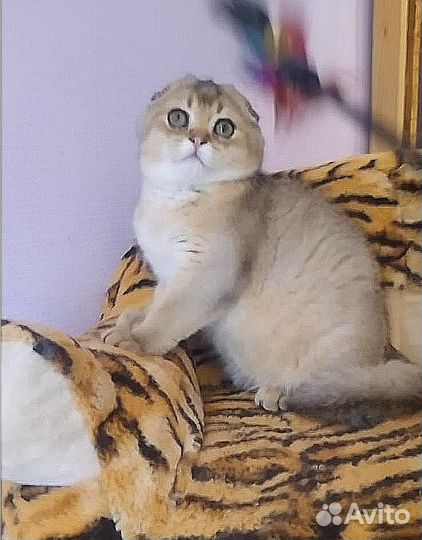 Золотой Мальчик