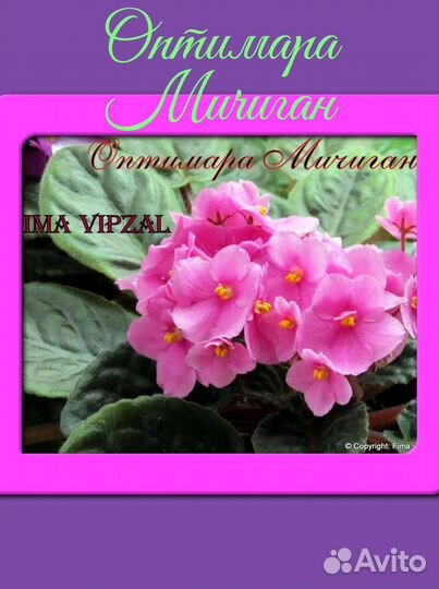 Сортовые фиалки