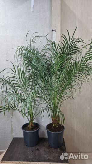 Финиковая пальма Робелена 17/90-100