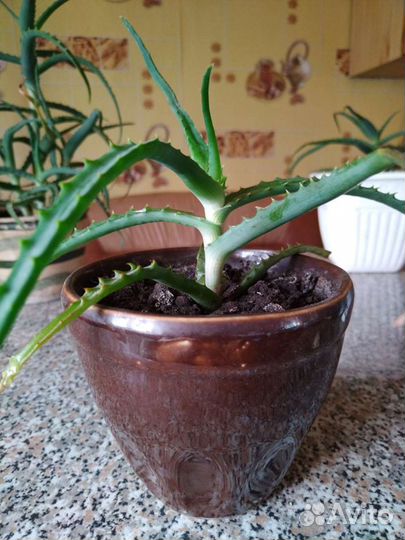 Комнатные цветы